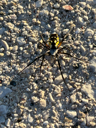 Yellow Garden Spider