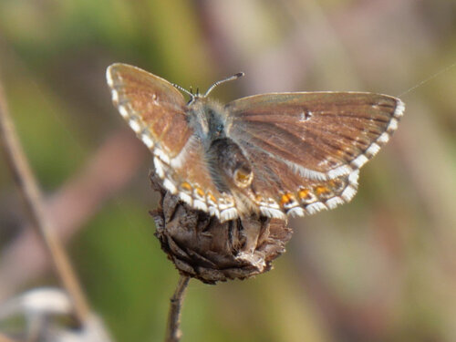 Chalkhill Blue
