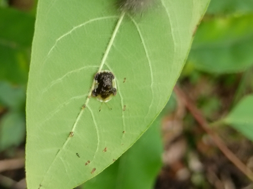 Clavate Tortoise Beetle