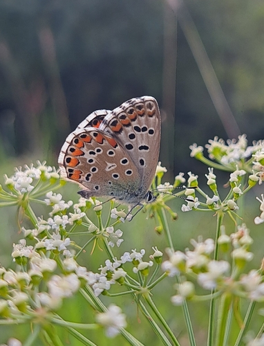 Adonis Blue