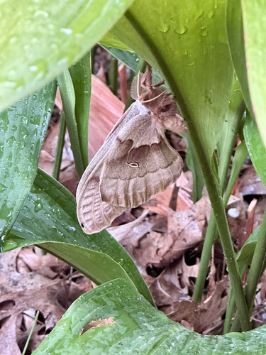 Polyphemus Moth