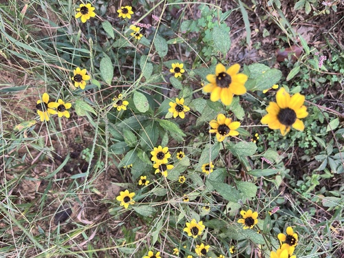 brown-eyed Susan