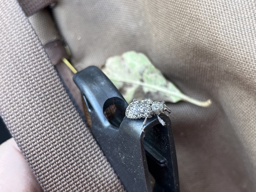 Couper Collar Weevil