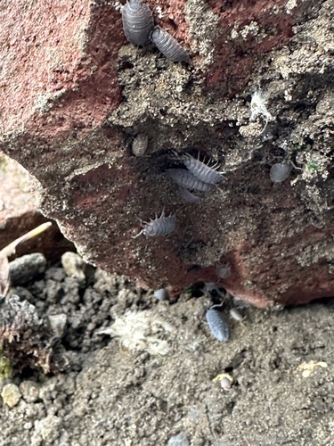 Common Rough Woodlouse
