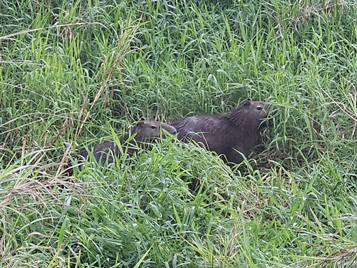 Capybara