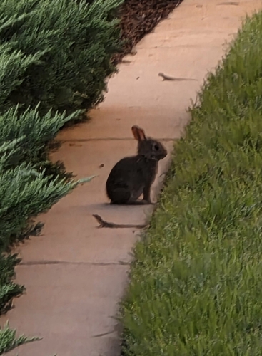 Eastern Cottontail