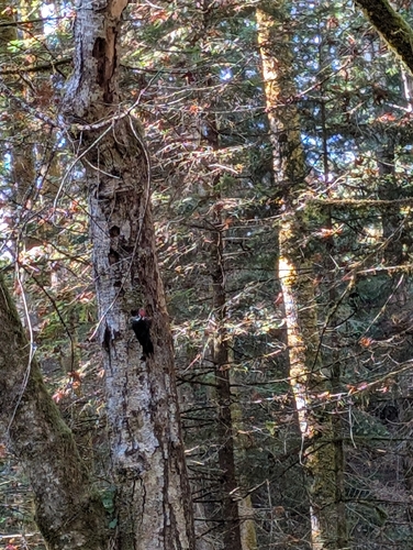 Pileated Woodpecker