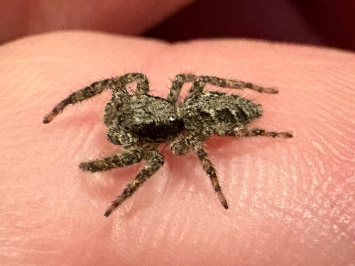 California Flattened Jumping Spider