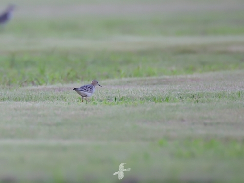 Buff-breasted Sandpiper