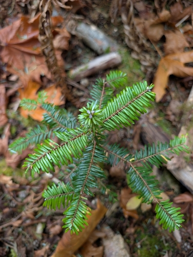 grand fir