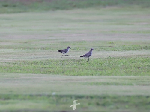 American Golden-Plover