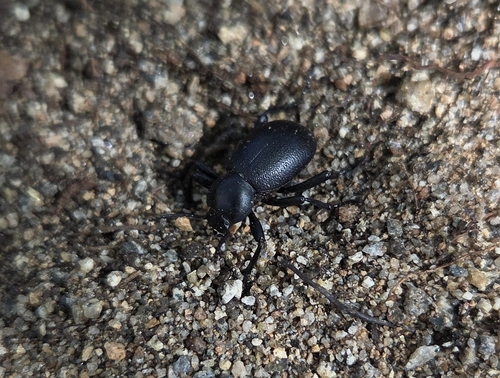 Eleodes neotomae