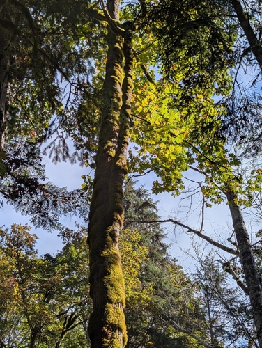 bigleaf maple