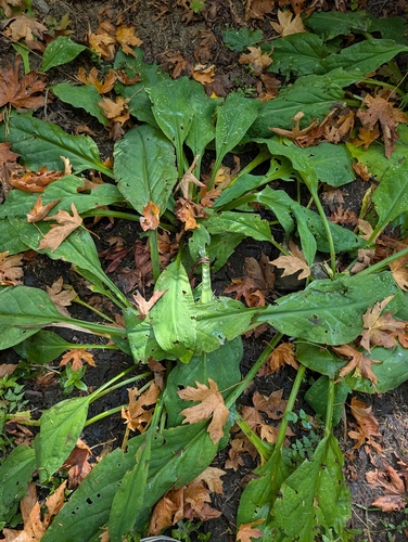 western skunk cabbage