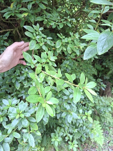 southern Indian azalea