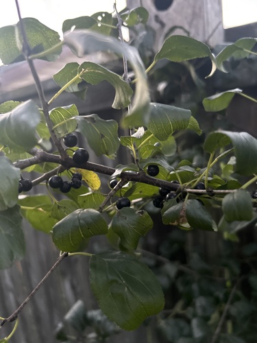common buckthorn