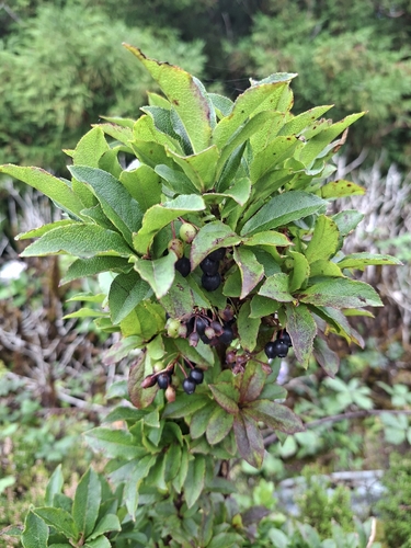 Azores Blueberry