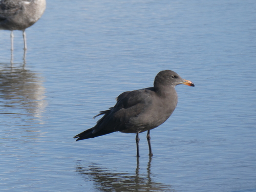Heermann's Gull