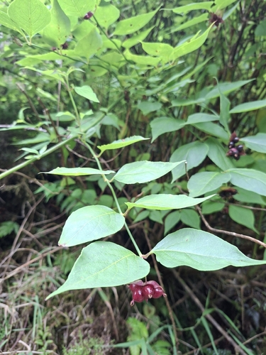 Himalayan honeysuckle