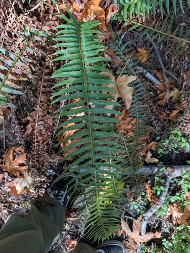 western sword fern