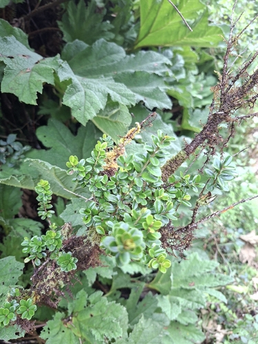 African Boxwood