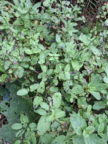 Water Figwort