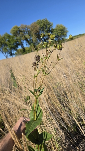 cup plant