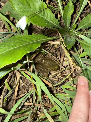 American Bullfrog