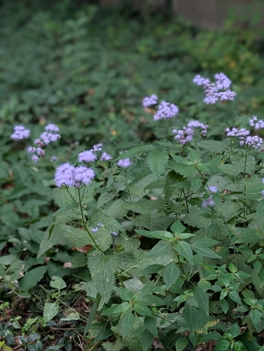 blue mistflower