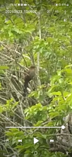 Common Squirrel-Cuckoo