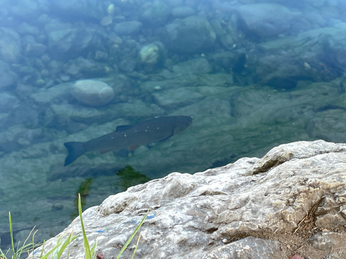 European Chub
