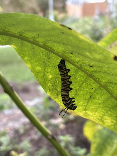 Monarch