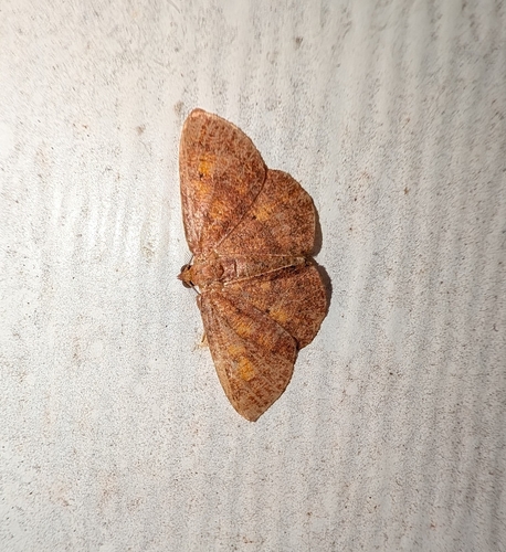 Black-dotted Ruddy Moth