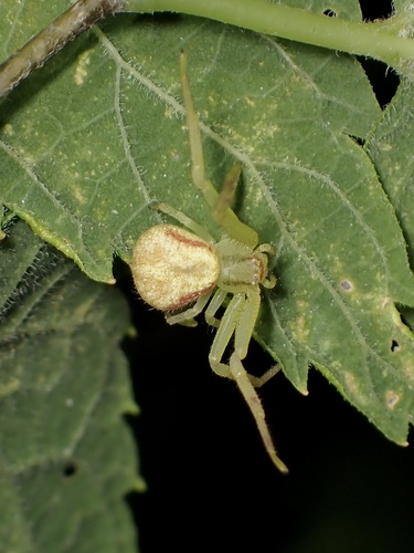 Northern Crab Spider