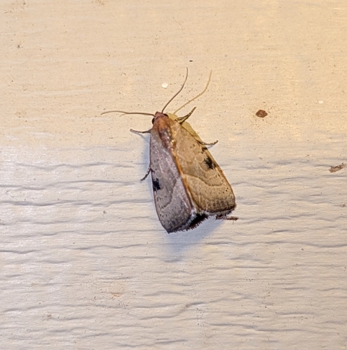 Wedgling Moth