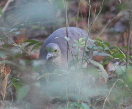 Undulated Tinamou