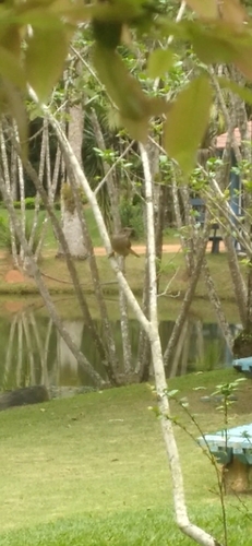Pale-breasted Thrush