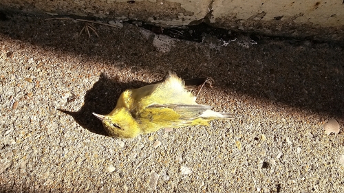 Northern Yellow Warbler