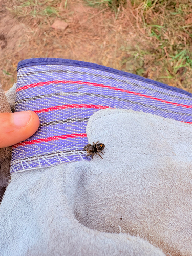 Bold Jumping Spider