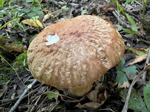 corrugated bolete