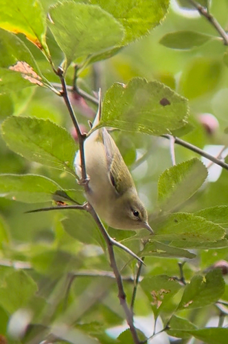 Tennessee Warbler
