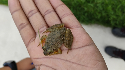 American Bullfrog