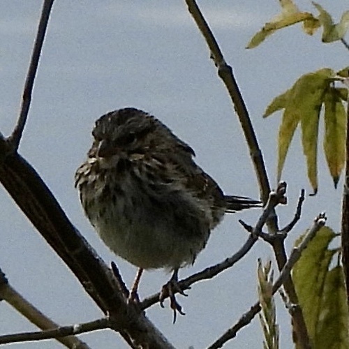 Song Sparrow