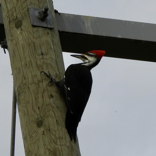 Pileated Woodpecker