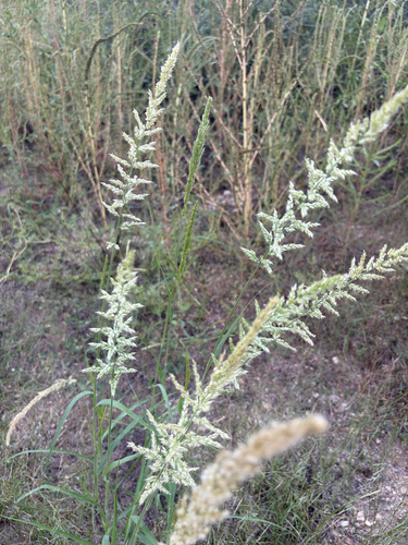 Soft Feather Pappus Grass