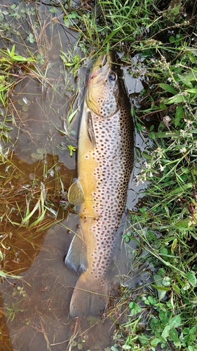 Brown Trout