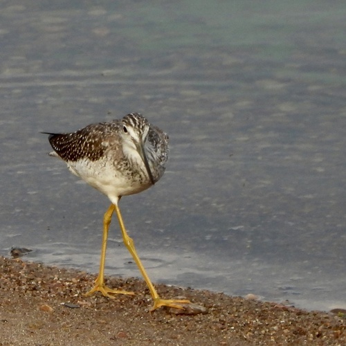 Greater Yellowlegs