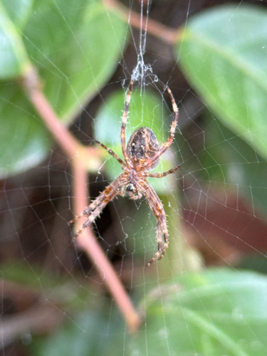 Cross Orbweaver