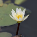 Dotleaf Waterlily - Photo (c) Marcelo Maux, all rights reserved, uploaded by Marcelo Maux