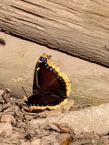 Mourning Cloak